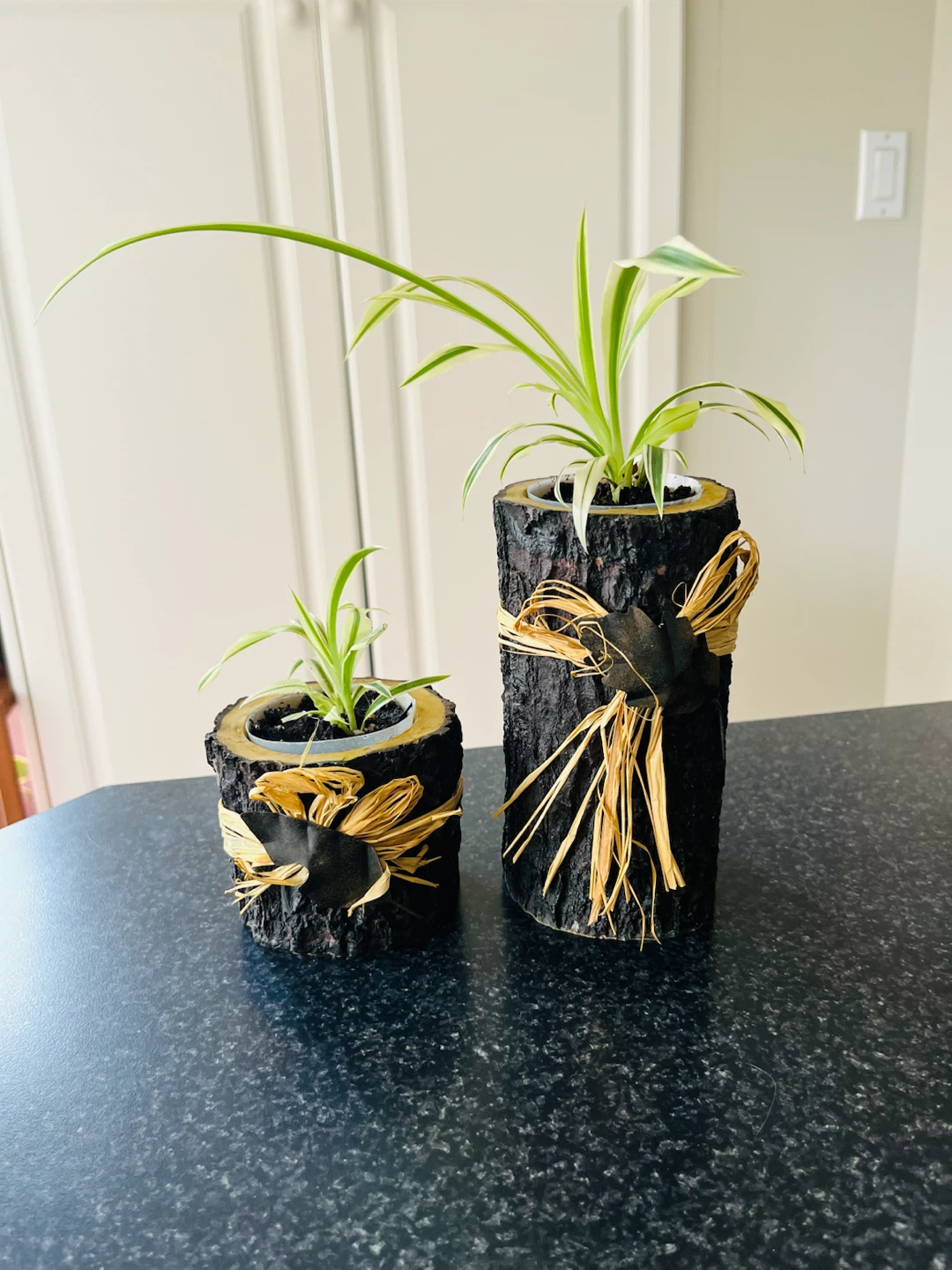 Spider PLANT SET with Decorative Pot