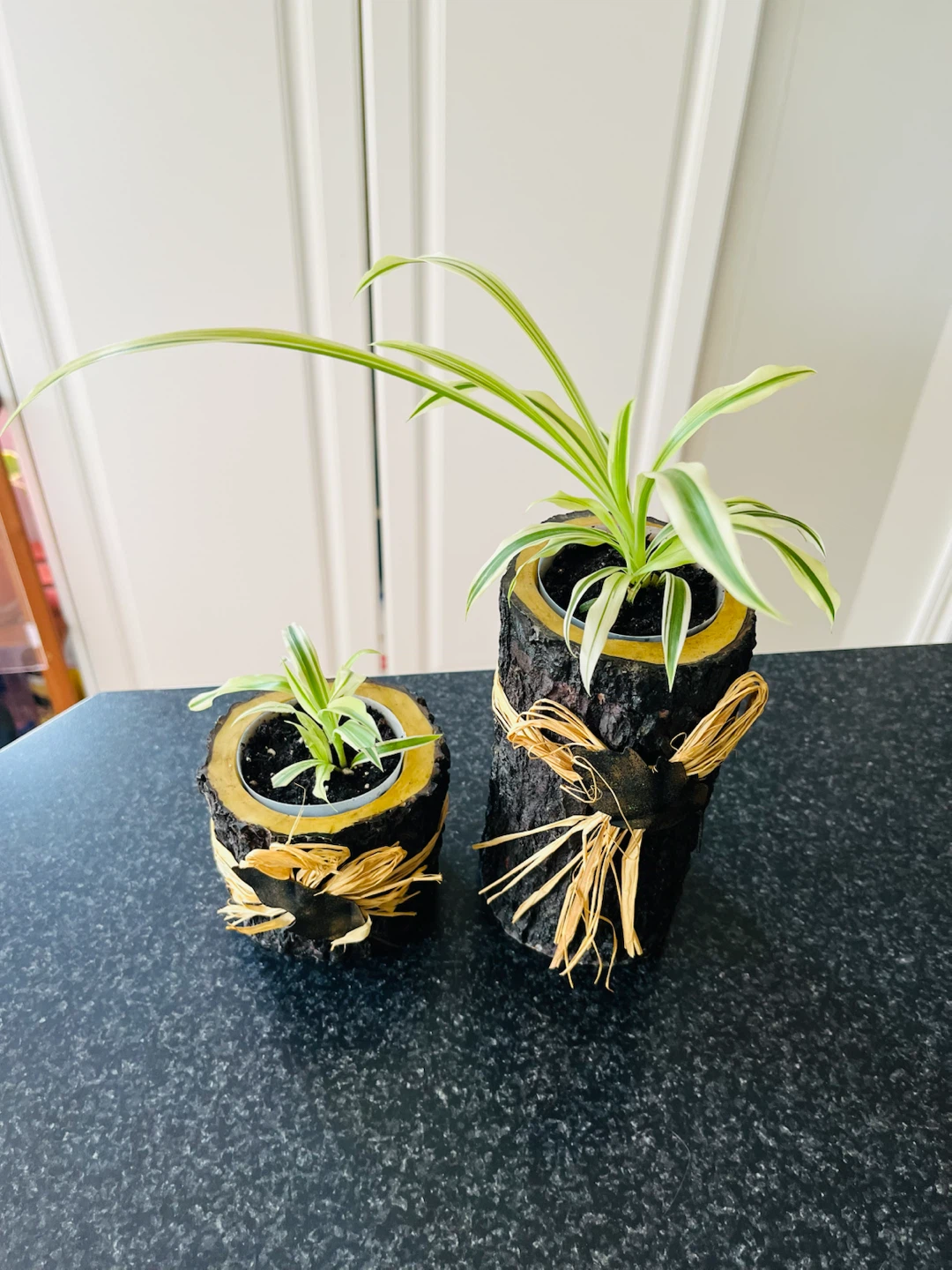 Spider PLANT SET with Decorative Pot - photo 2