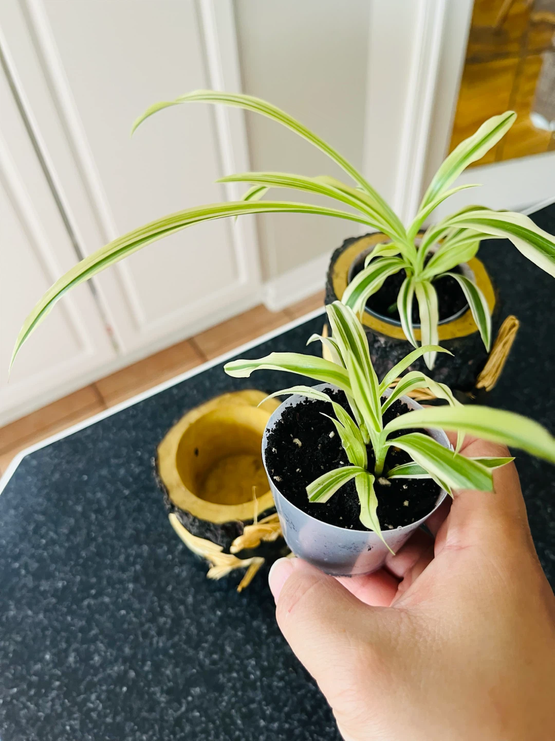 Spider PLANT SET with Decorative Pot - photo 3
