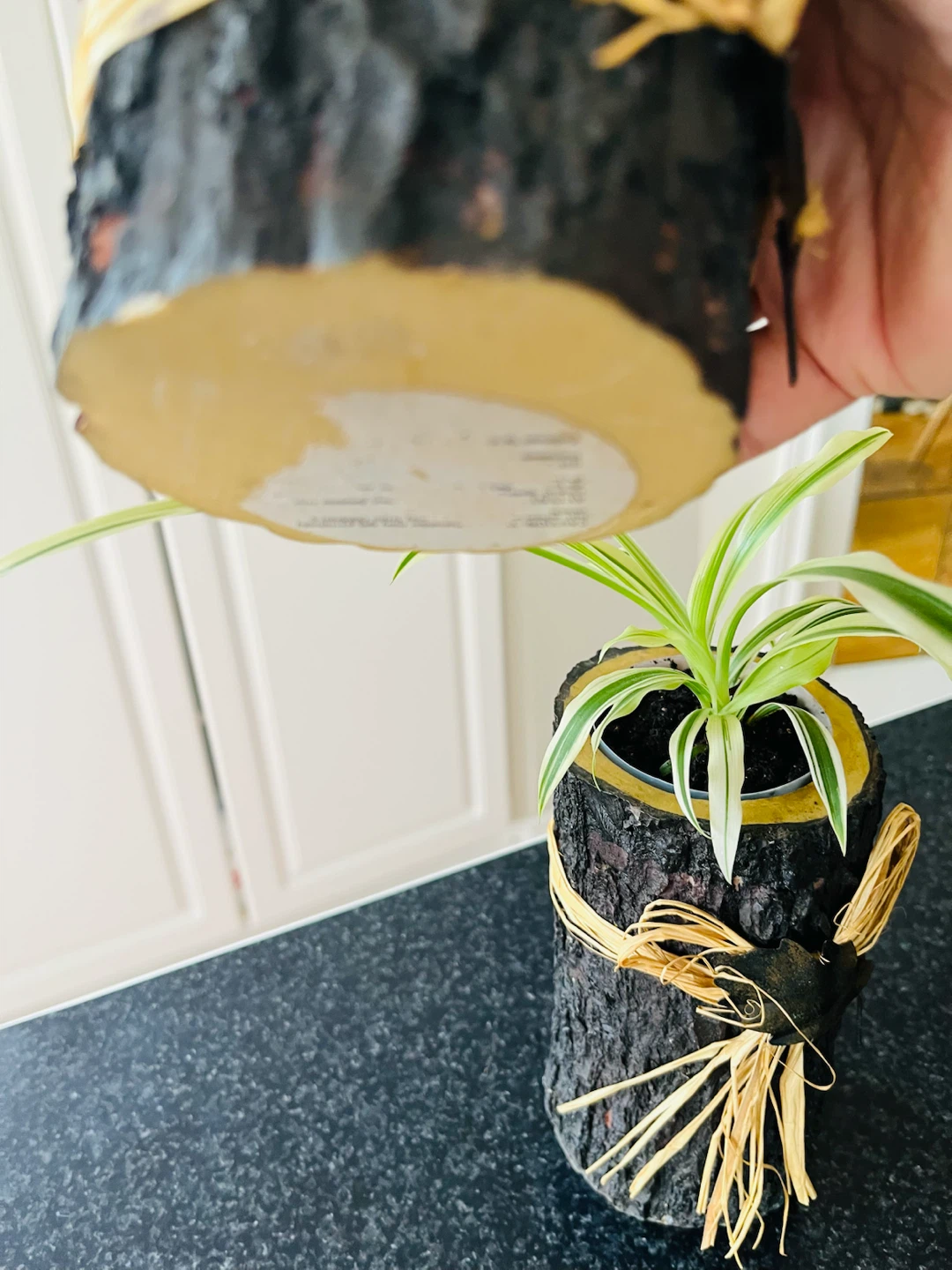 Spider PLANT SET with Decorative Pot - photo 4