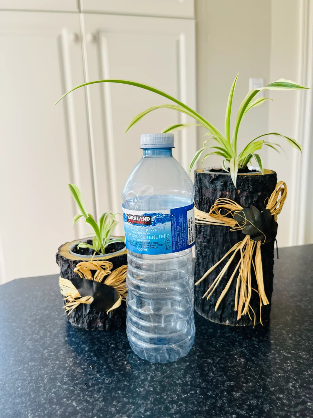 Spider PLANT SET with Decorative Pot - photo 5