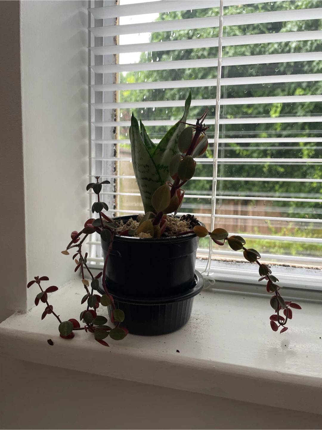 Snake Plant and other Succulent in Pot