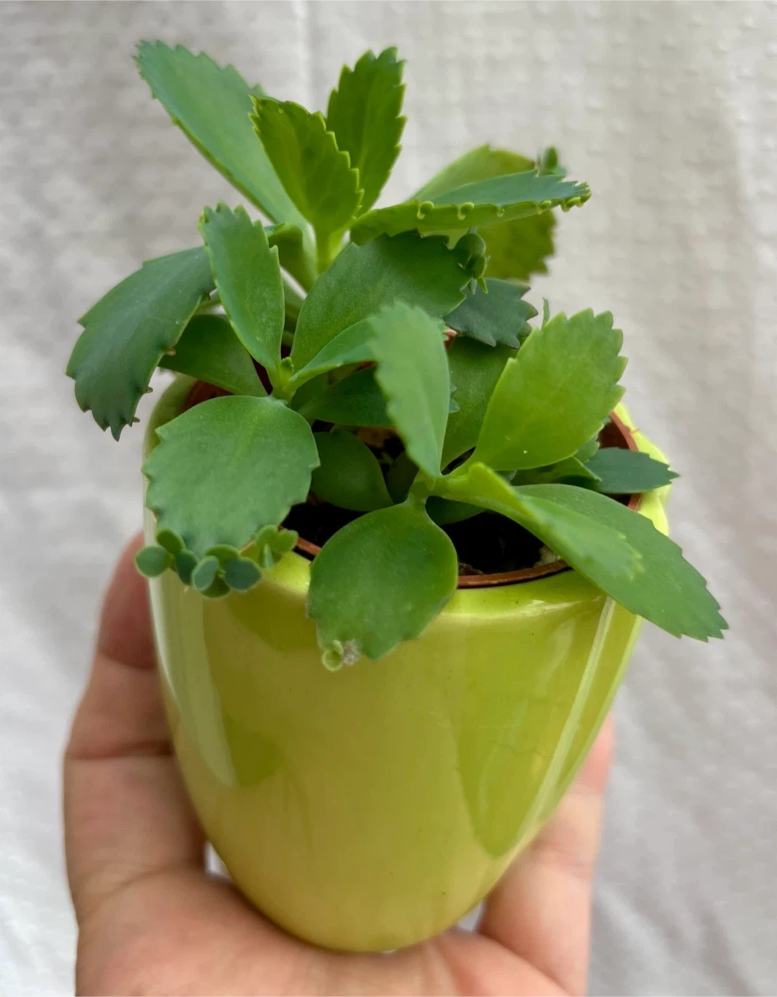 Mother of Thousands