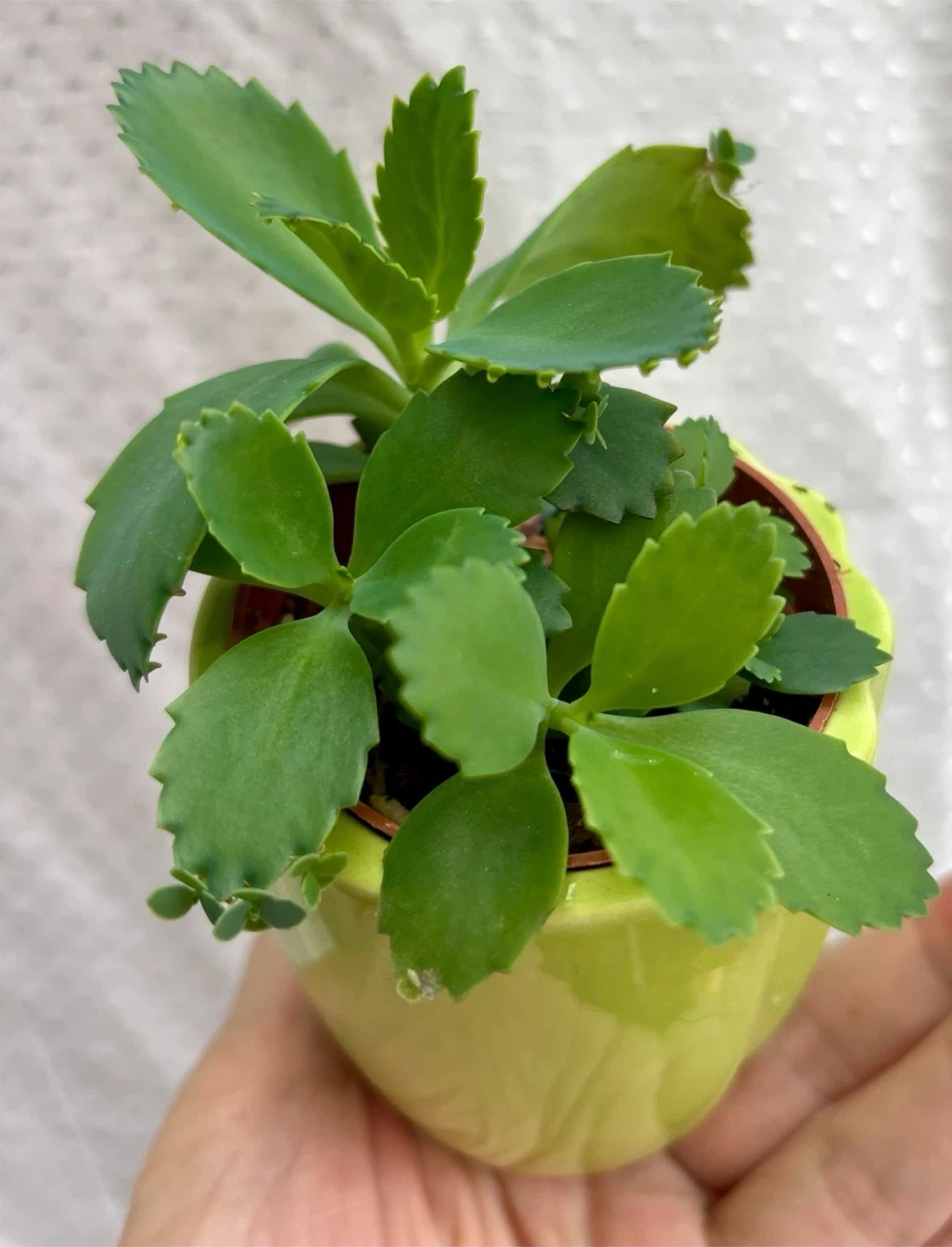 Mother of Thousands - photo 2