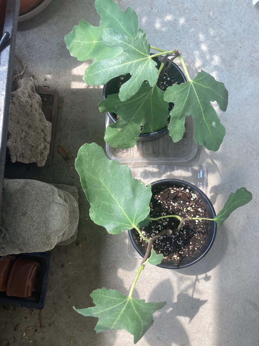 Two Potted Dalmatie Fig Trees - photo 3