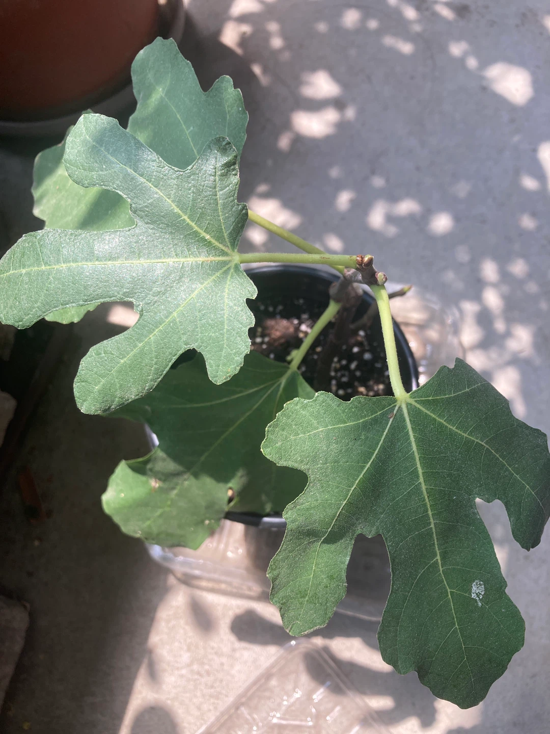 Two Potted Dalmatie Fig Trees - photo 2