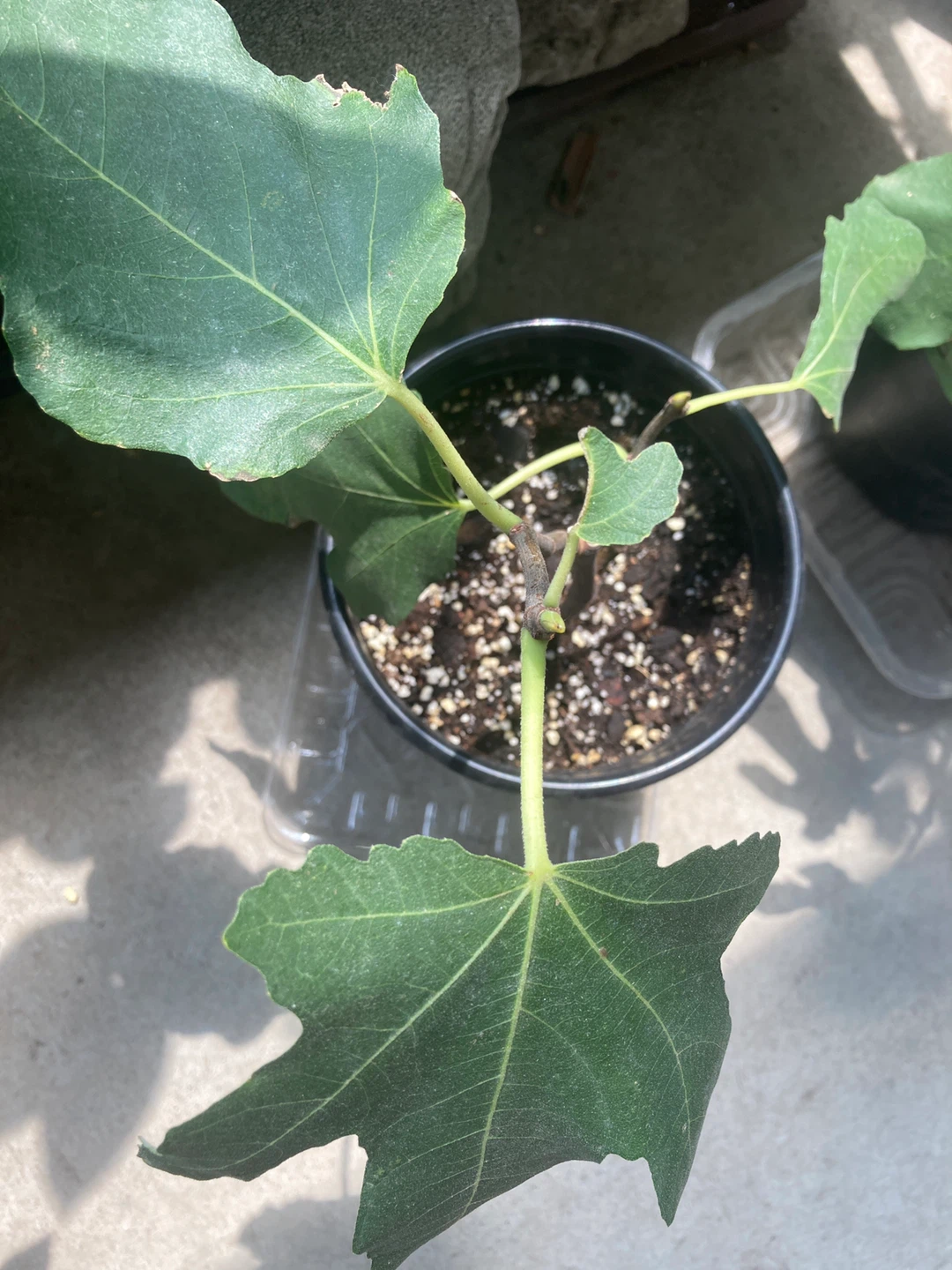 Two Potted Dalmatie Fig Trees - photo 4