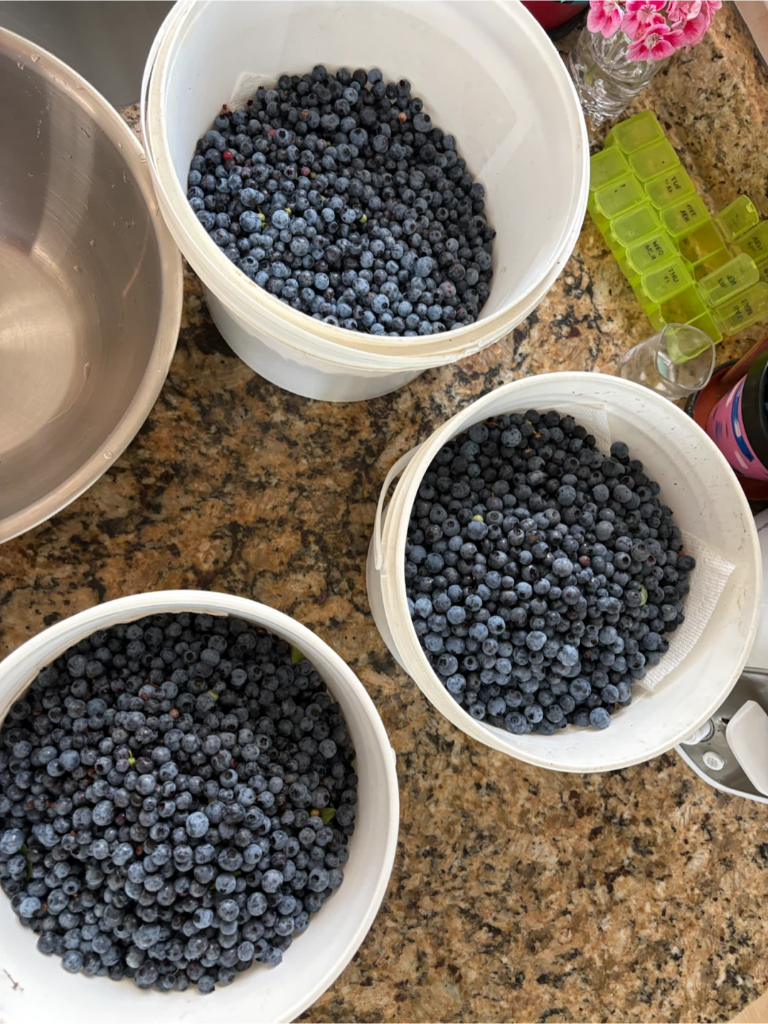 Fresh Wild Blueberries