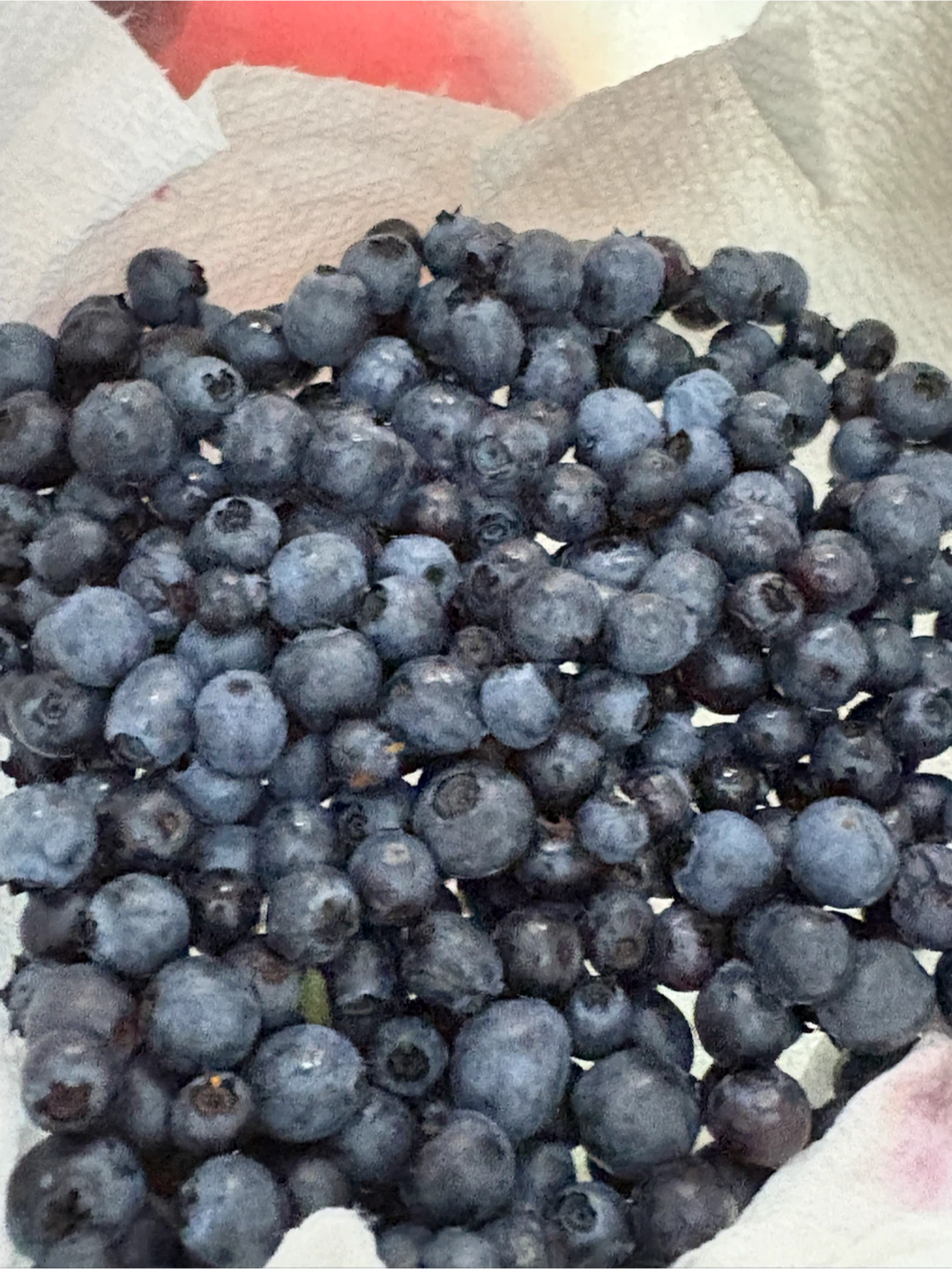 Fresh Wild Blueberries - photo 2