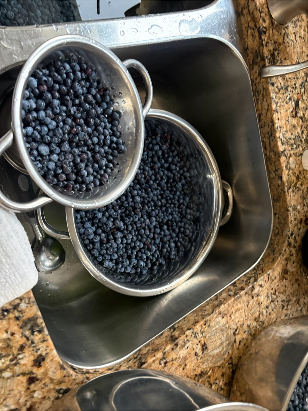 Fresh Wild Blueberries - photo 4