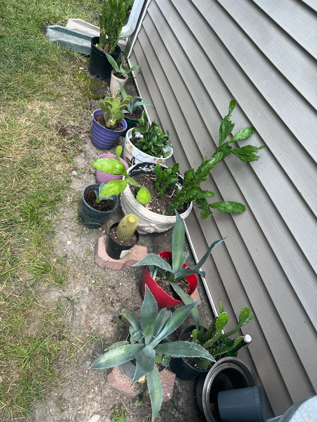 Assorted Potted Cacti and Succulents