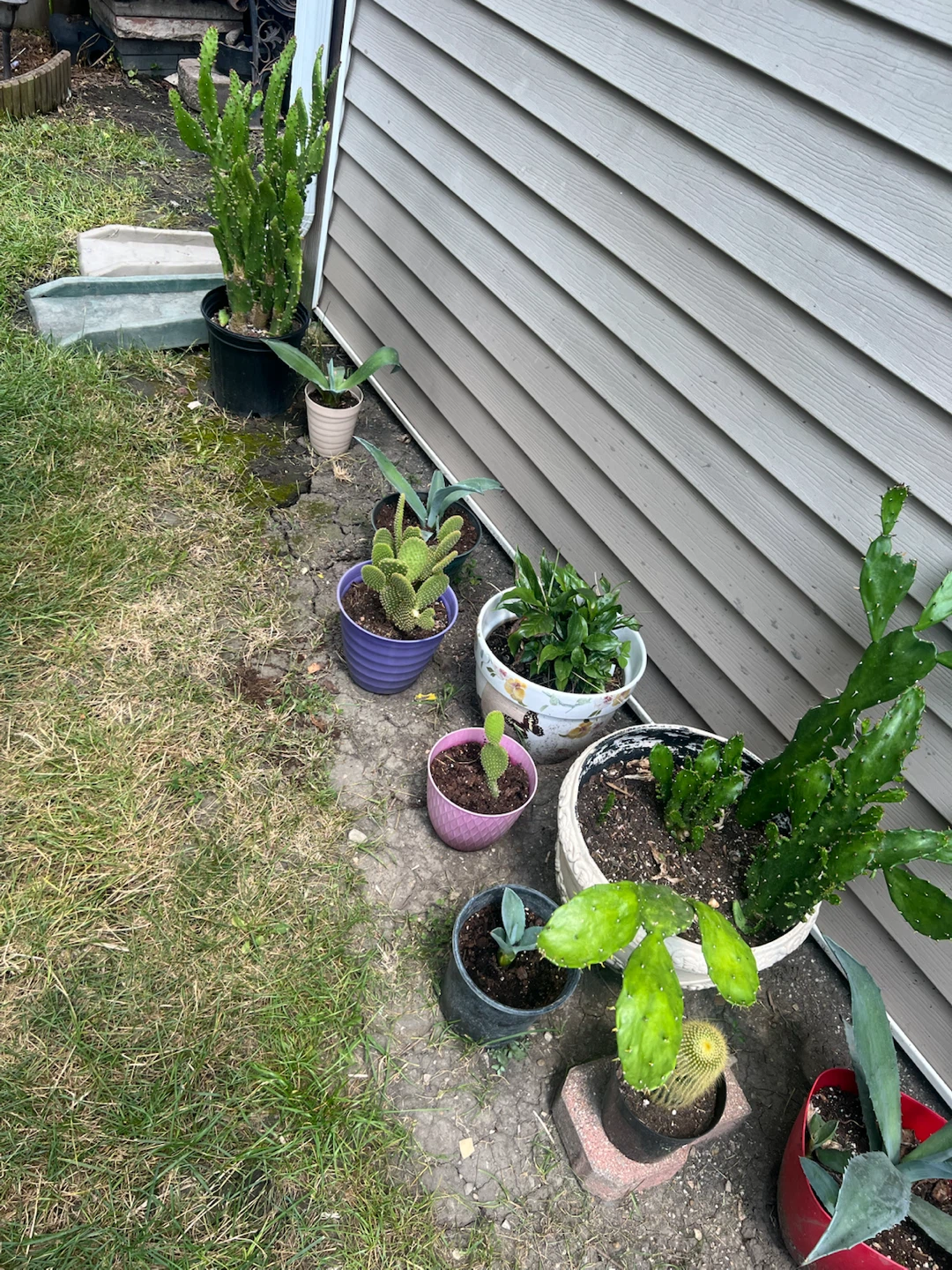 Assorted Potted Cacti and Succulents - photo 2