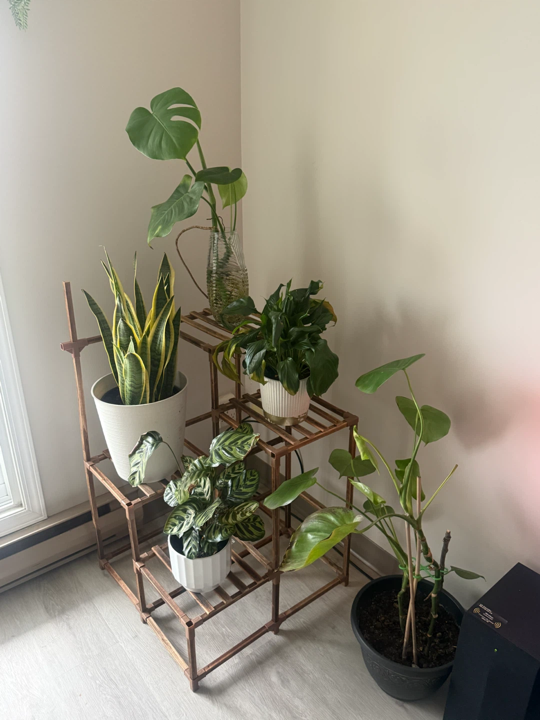 Assorted Houseplants on Tiered Stand