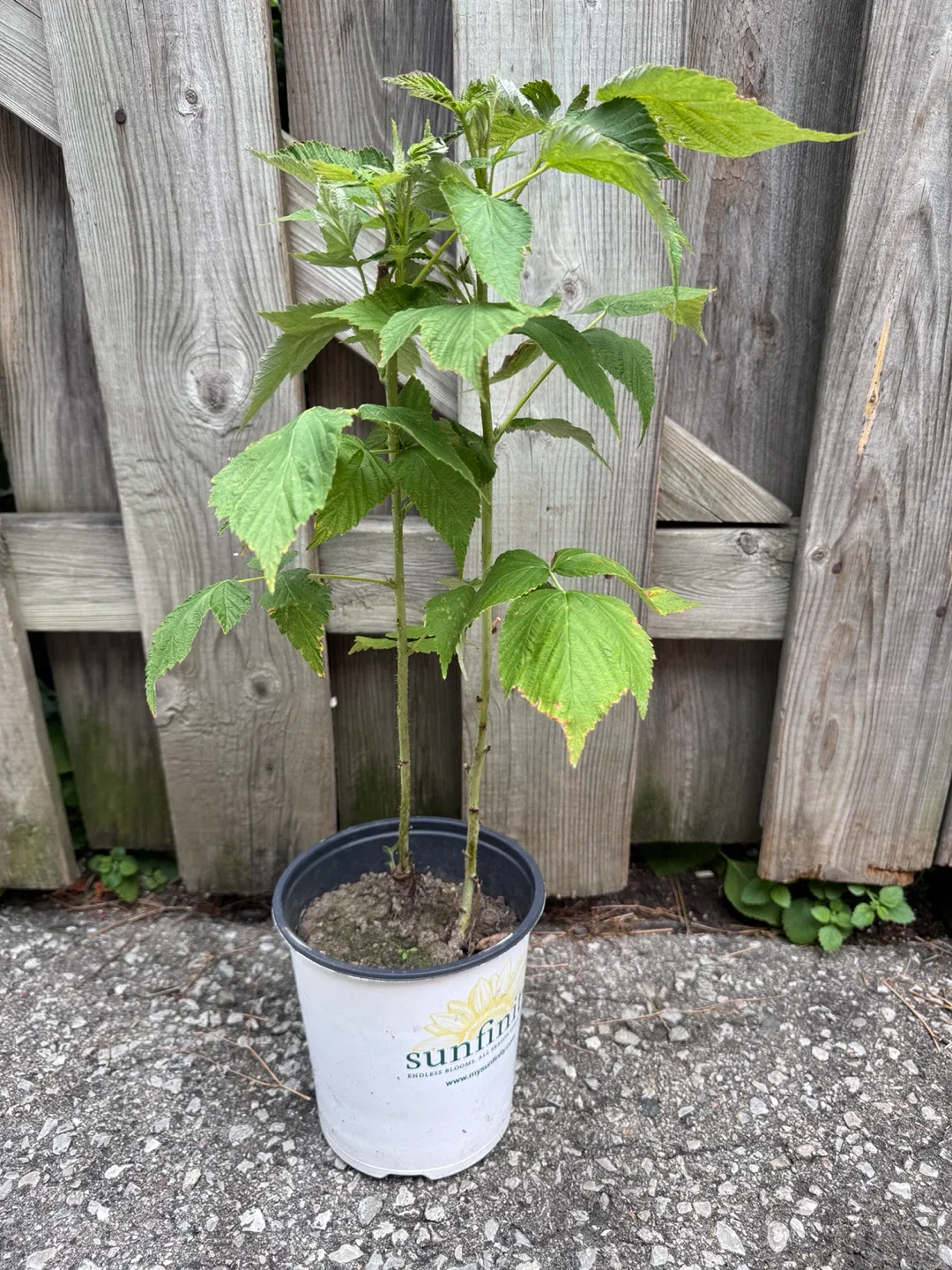 Raspberry Plant