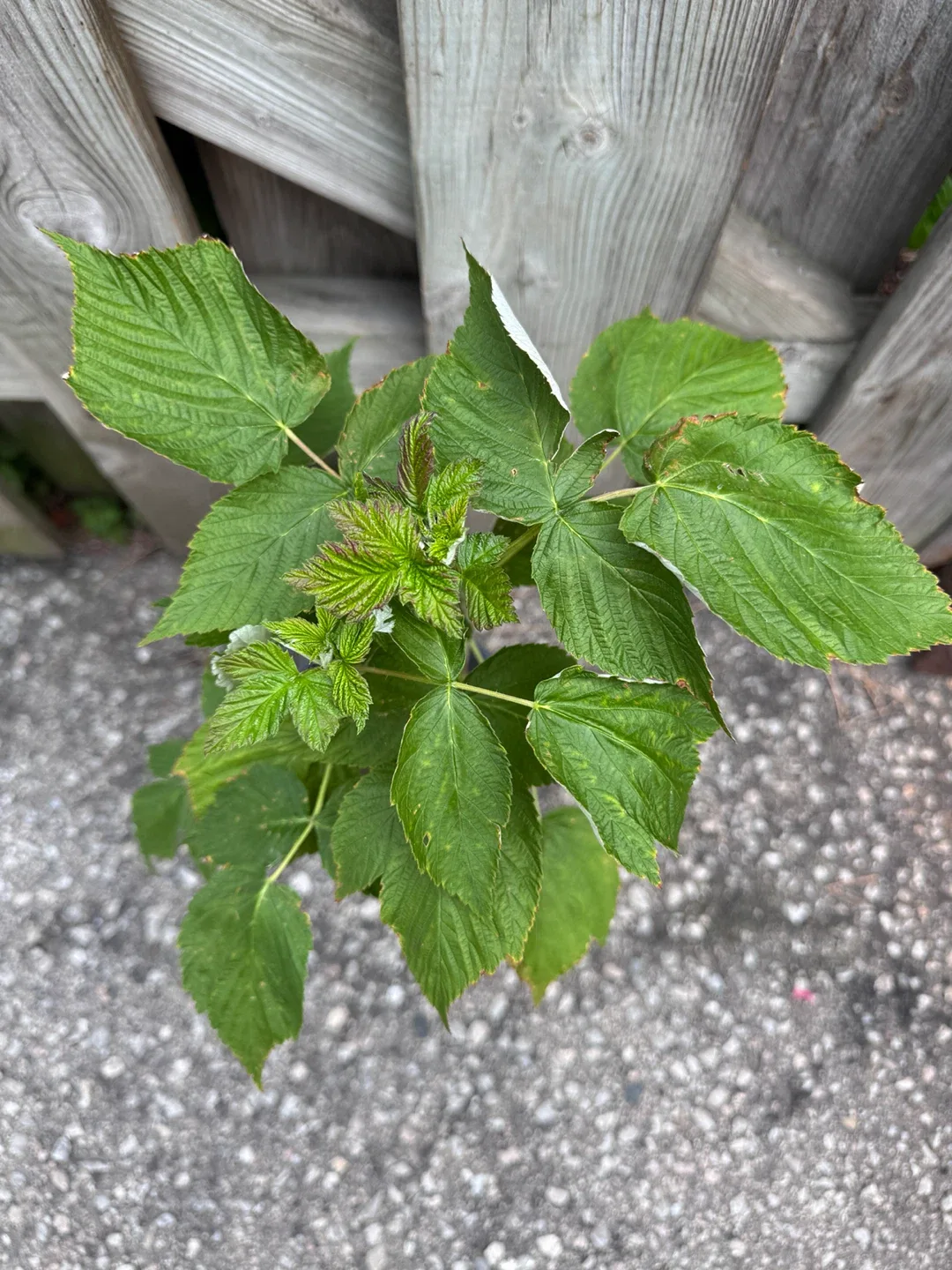Raspberry Plant - photo 2