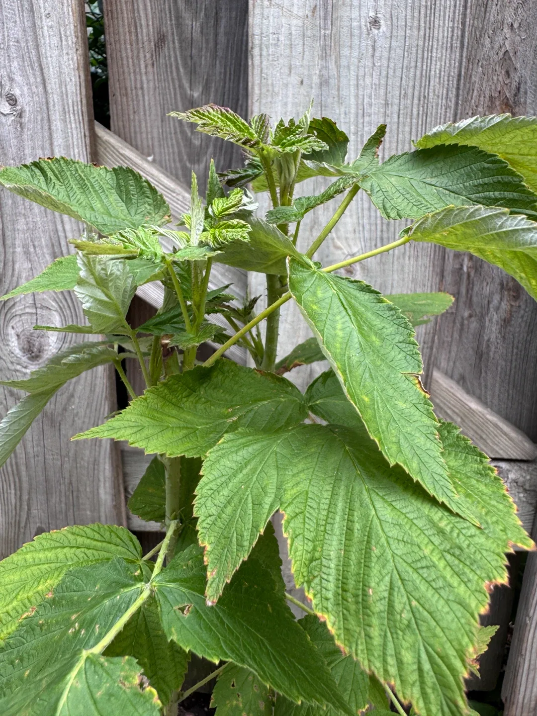 Raspberry Plant - photo 3