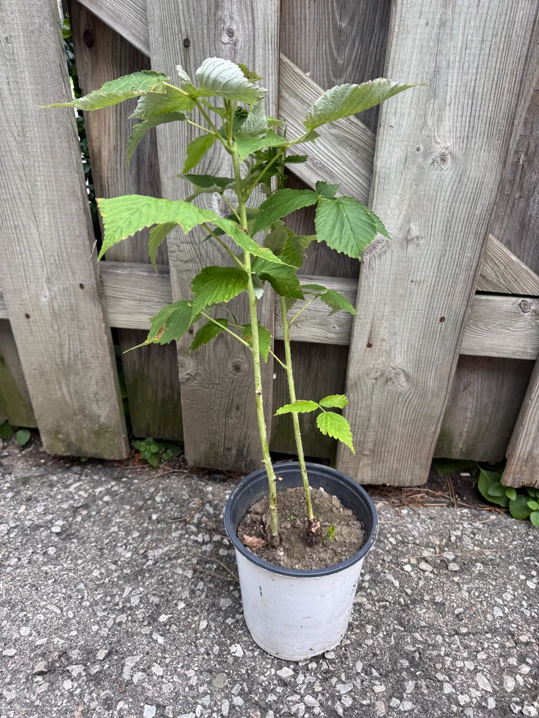 Raspberry Plant - photo 4