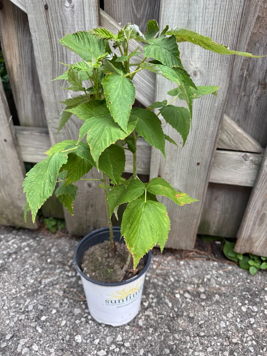 Raspberry Plant - photo 5