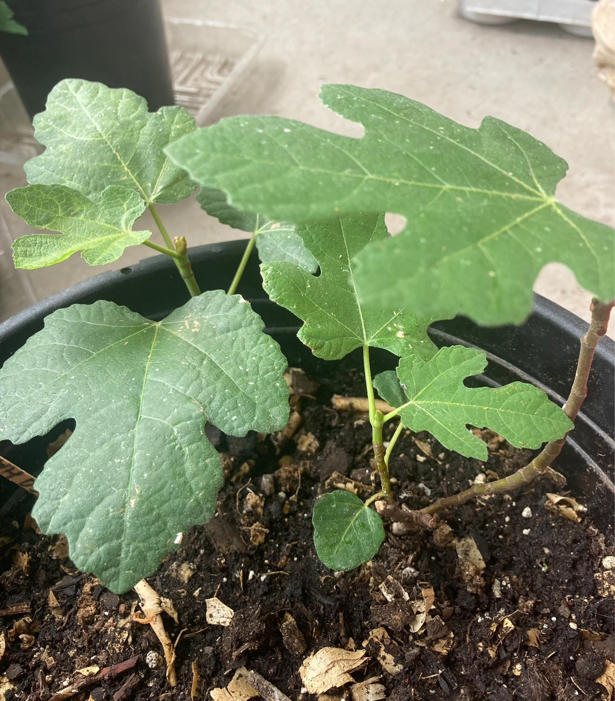 Young Fig Tree - Hardy Chicago