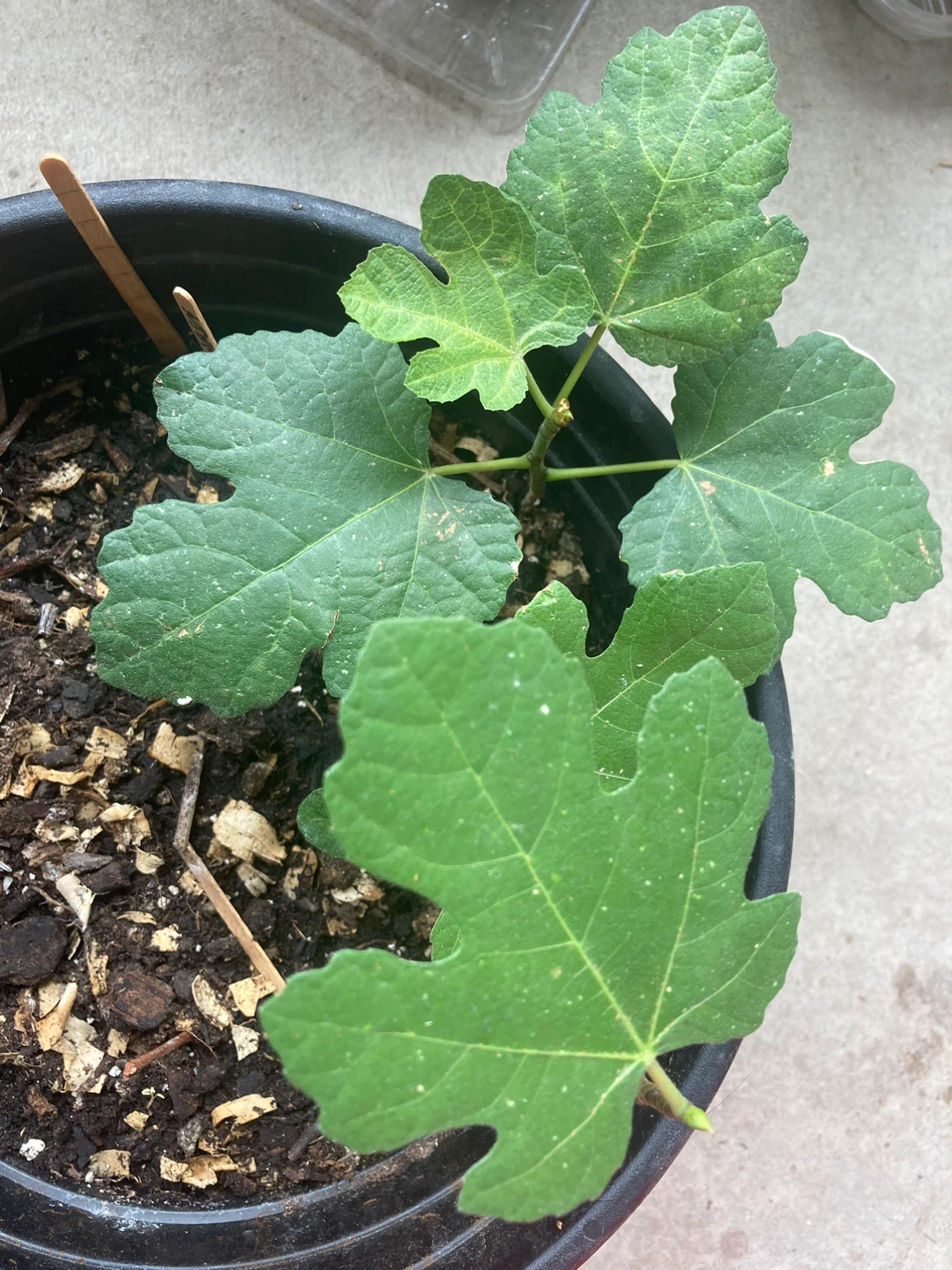 Young Fig Tree - Hardy Chicago - photo 5