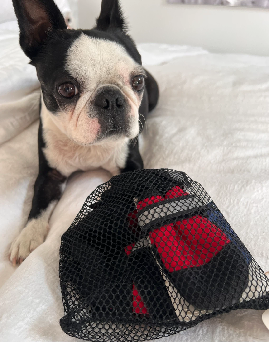 Muttluks fleece-lined dog boots—XS - photo 2