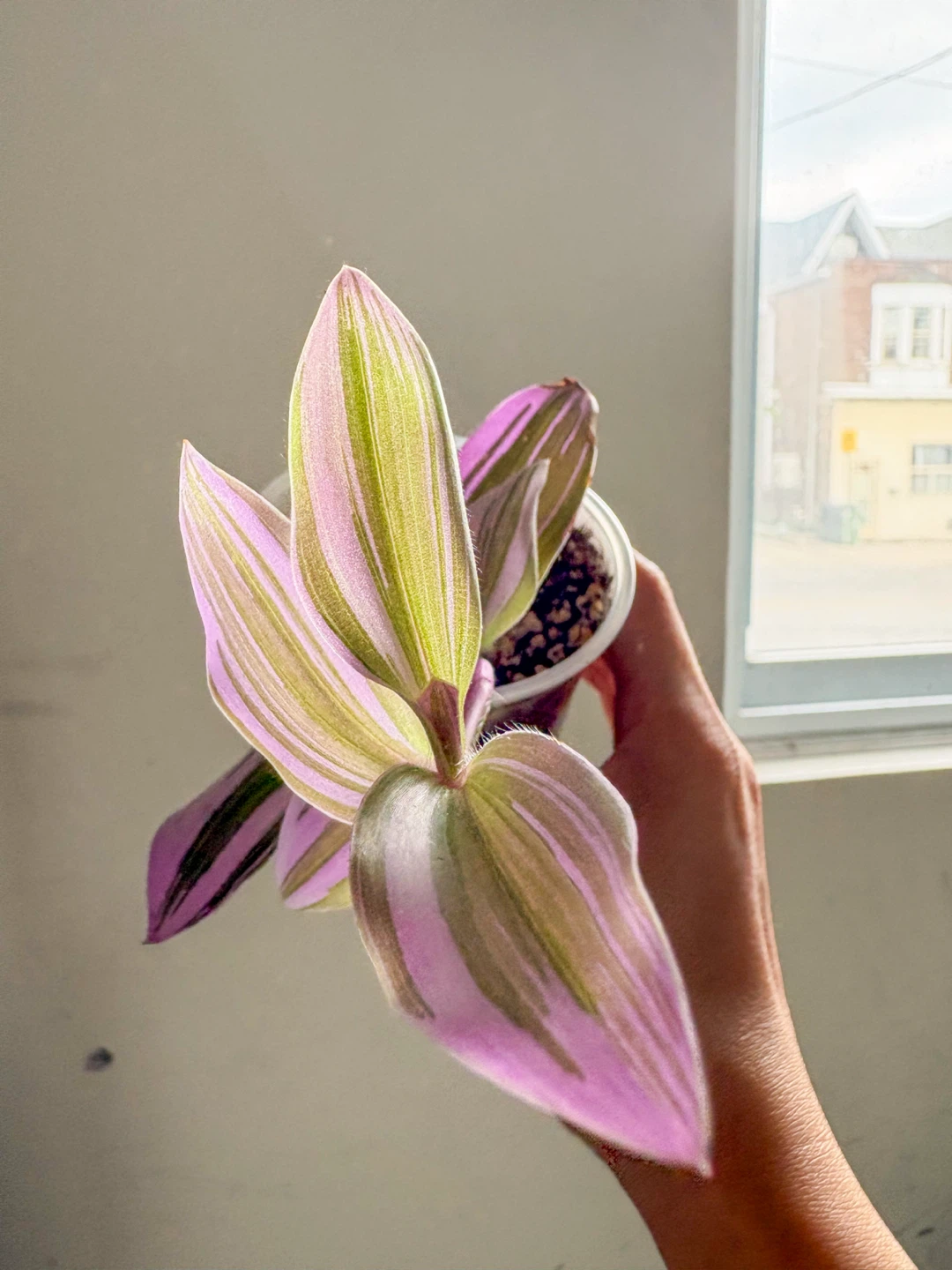 Beautiful & Healthy Tradescantia Zebrina Plant