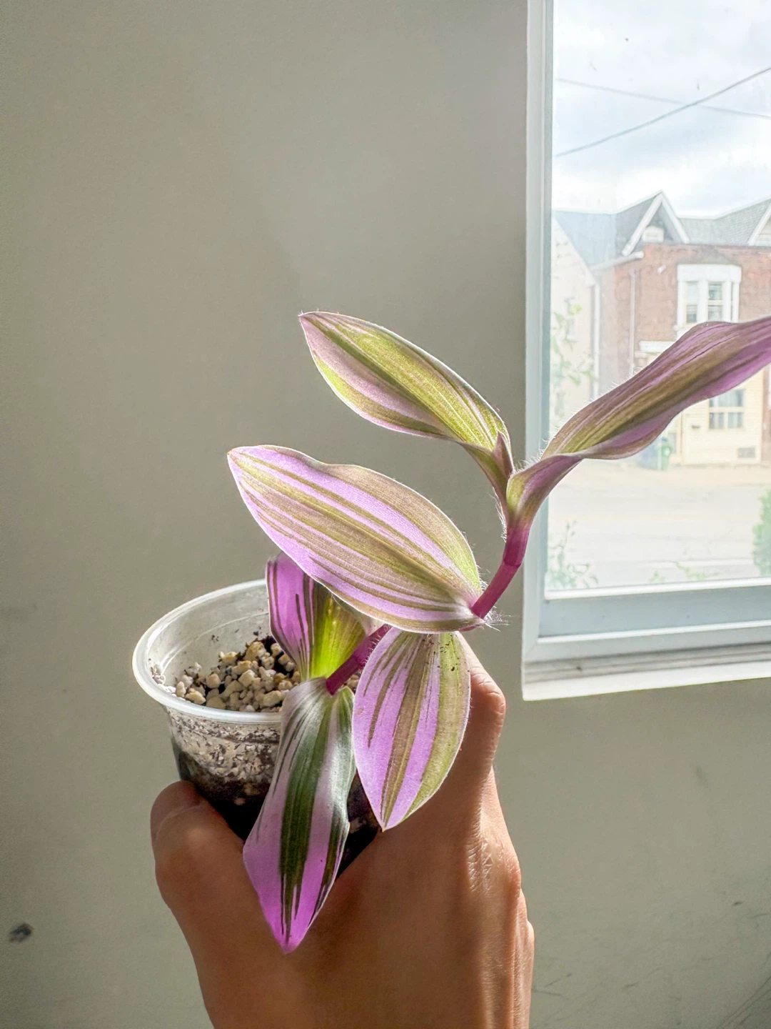 Beautiful & Healthy Tradescantia Zebrina Plant - photo 2