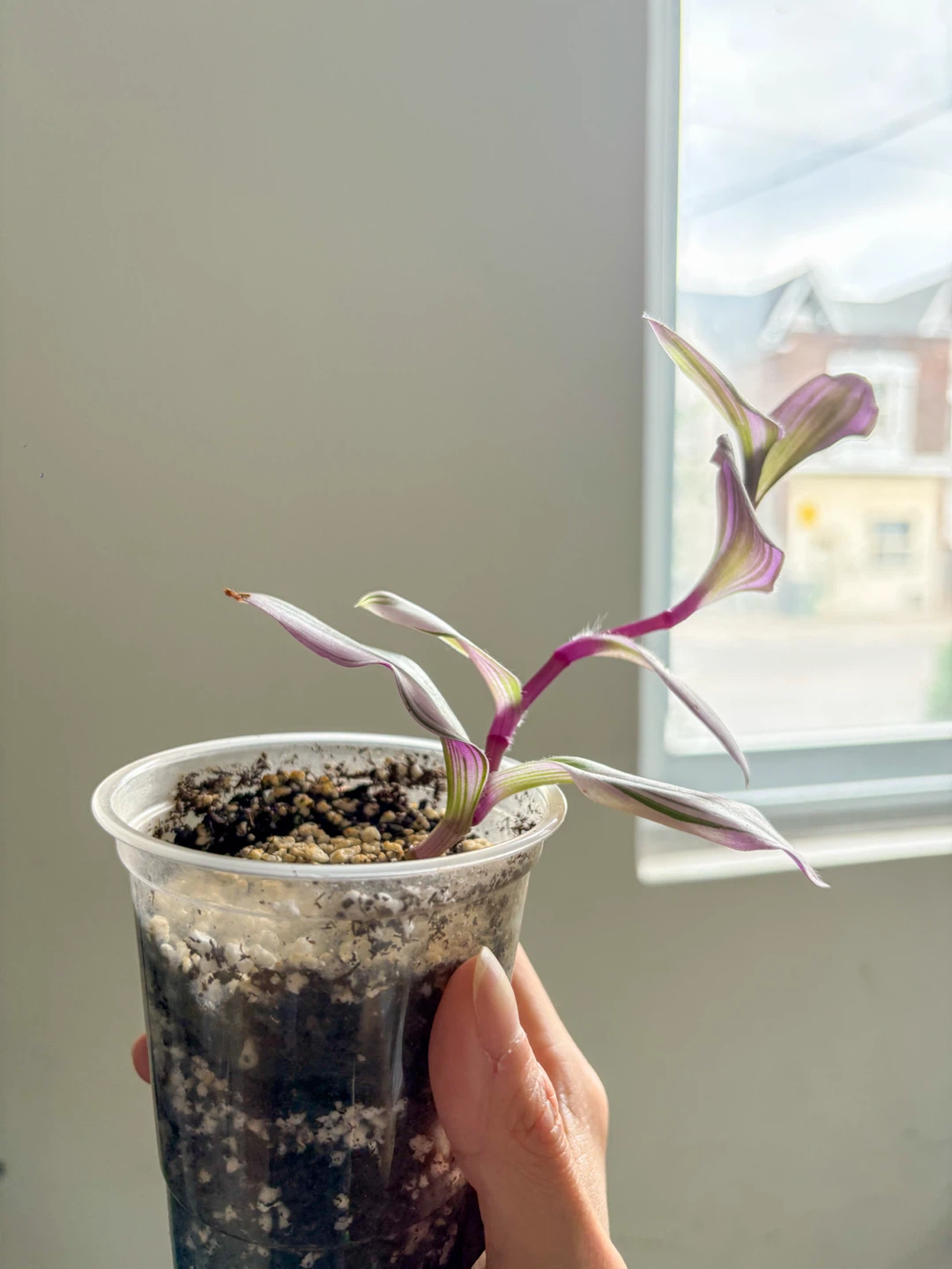 Beautiful & Healthy Tradescantia Zebrina Plant - photo 3