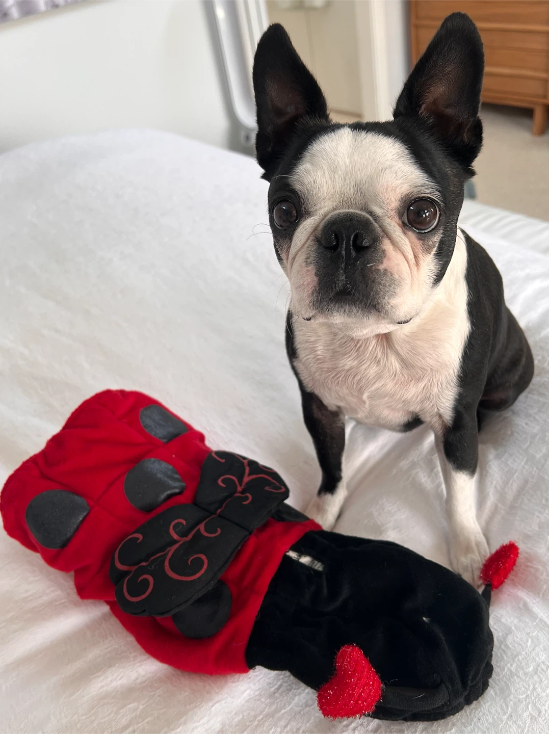 Ladybug Pet Costume