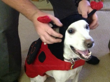Ladybug Pet Costume - photo 4