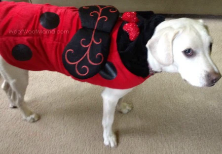 Ladybug Pet Costume - photo 5