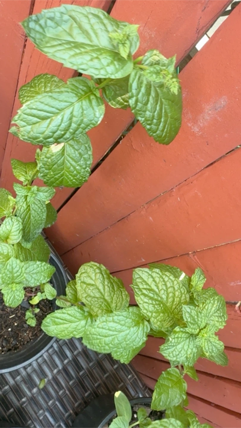 Mint Plants.   menta piperita, menta negra o toronjil de menta. - photo 2