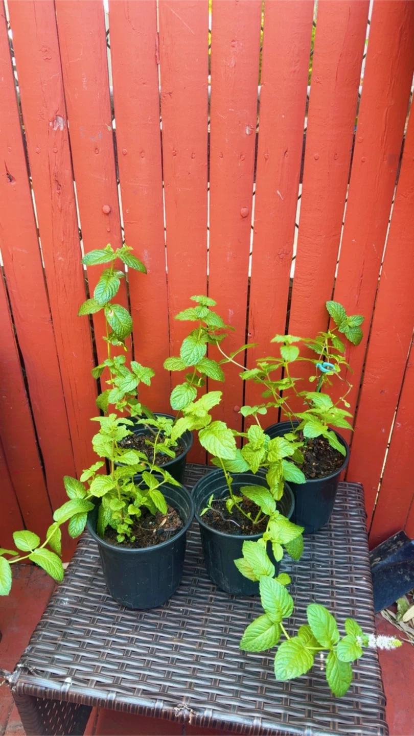 Mint Plants.   menta piperita, menta negra o toronjil de menta. - photo 3