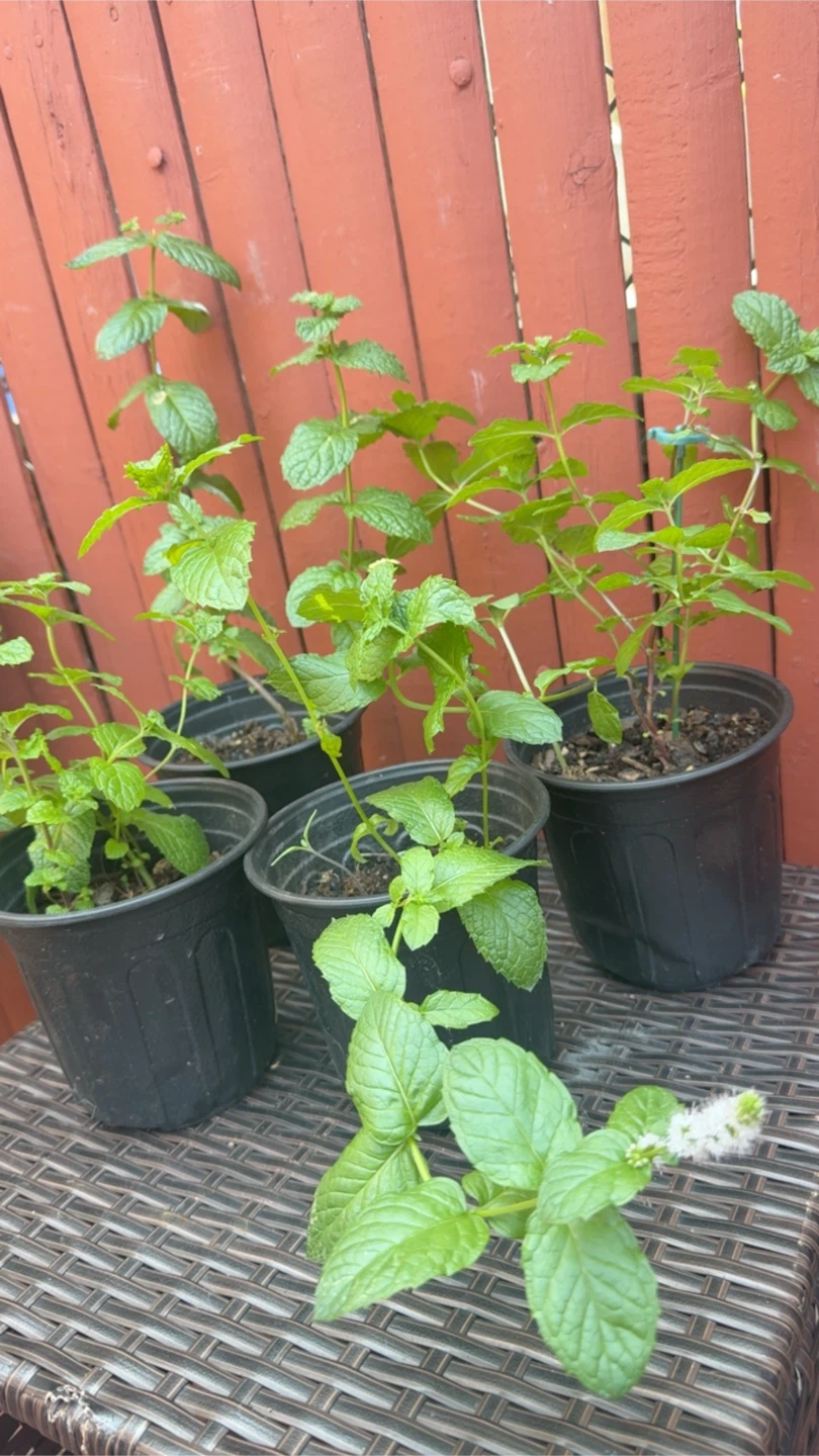 Mint Plants.   menta piperita, menta negra o toronjil de menta. - photo 4