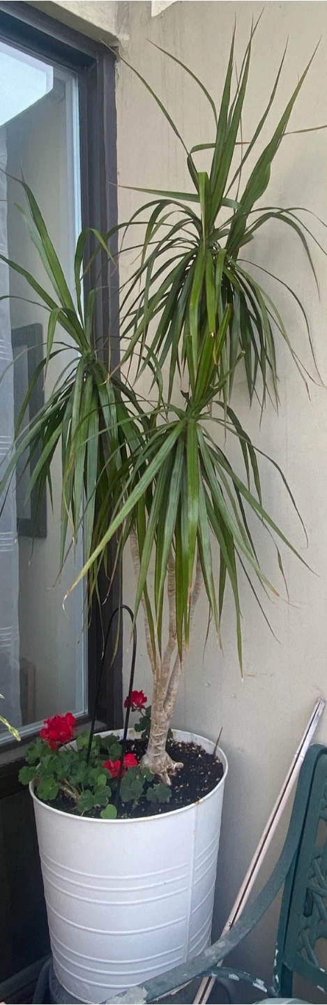 Dracaena plant in white pot