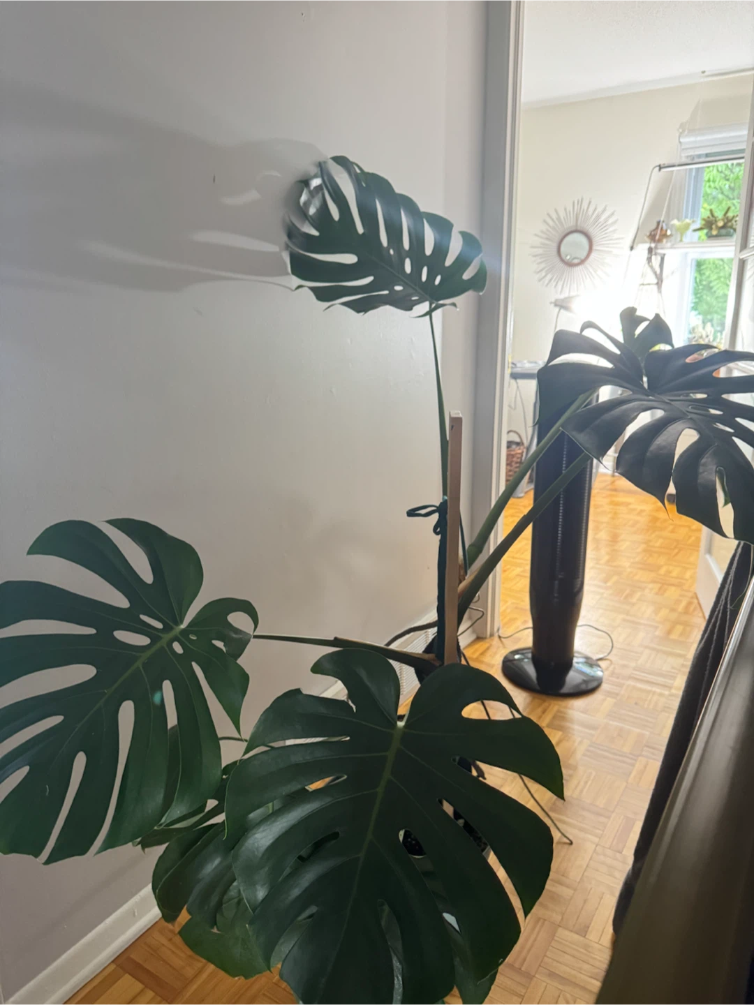 Monstera - large and healthy