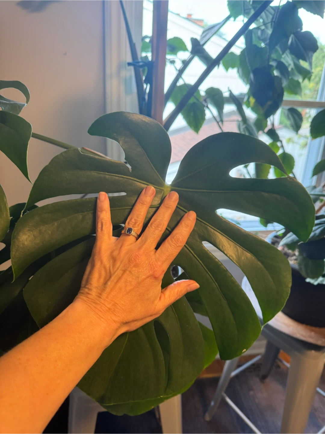 Monstera - large and healthy - photo 2