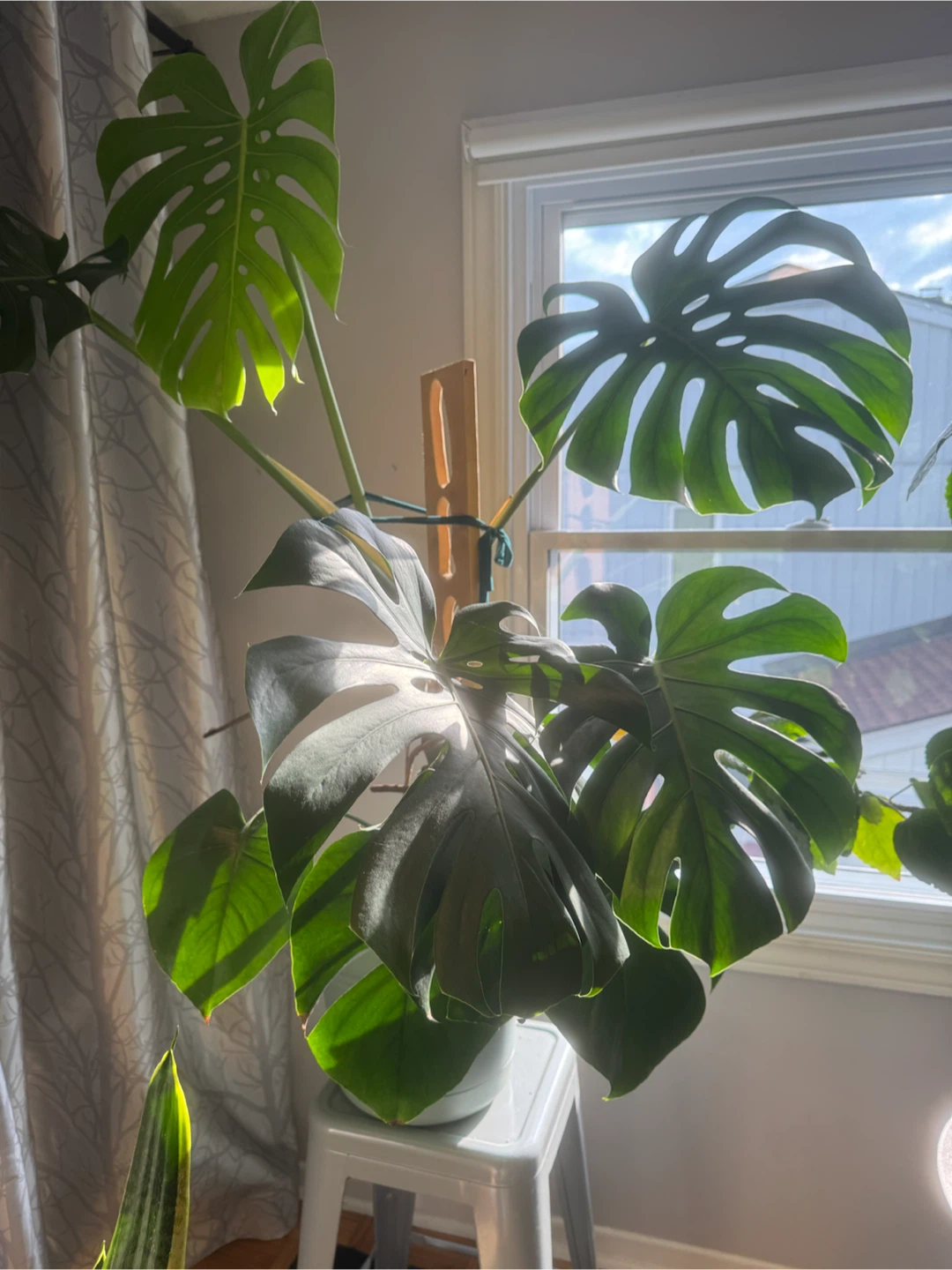Monstera - large and healthy - photo 3