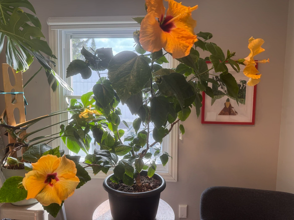Hibiscus - large and healthy
