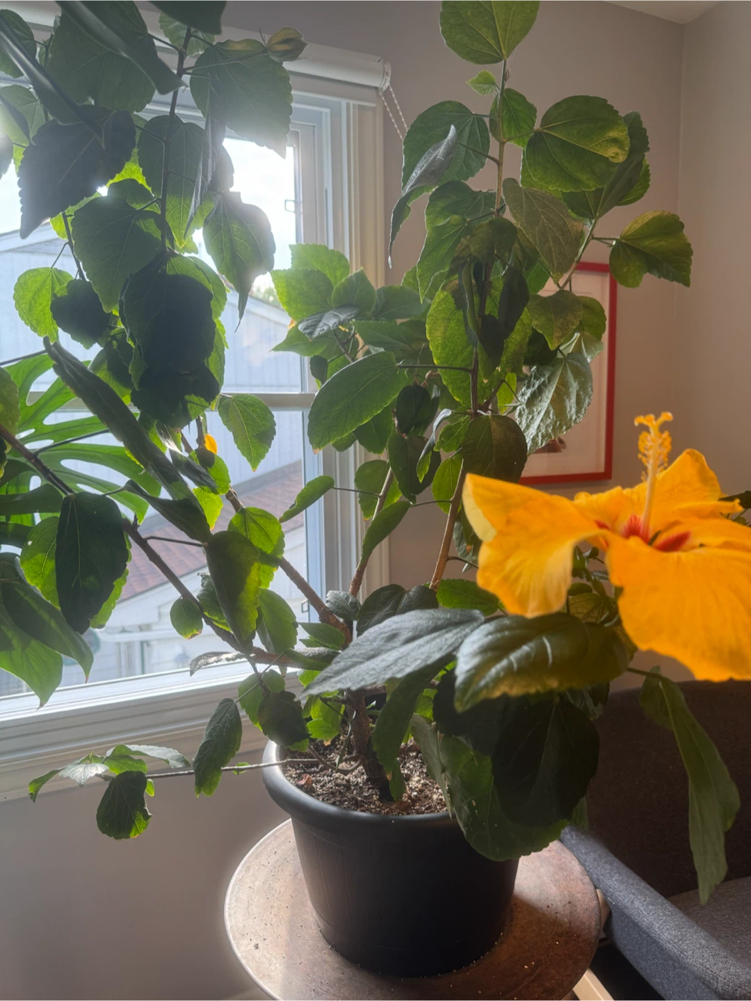 Hibiscus - large and healthy - photo 2