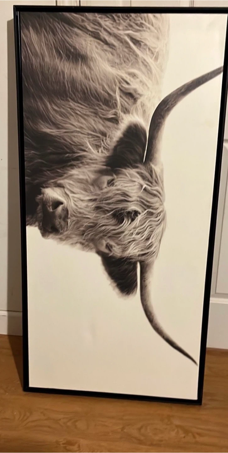 Framed Highland Cow Print Wall Art