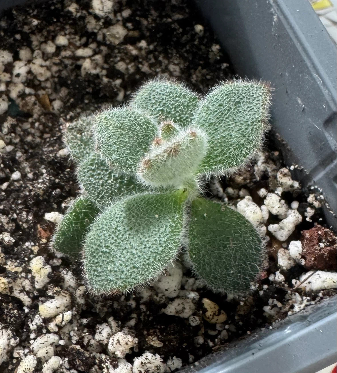 Panda plants
