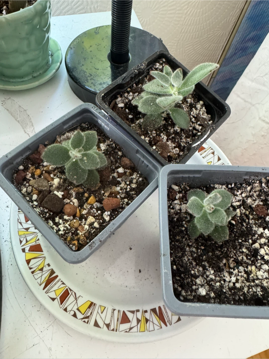 Panda plants - photo 2