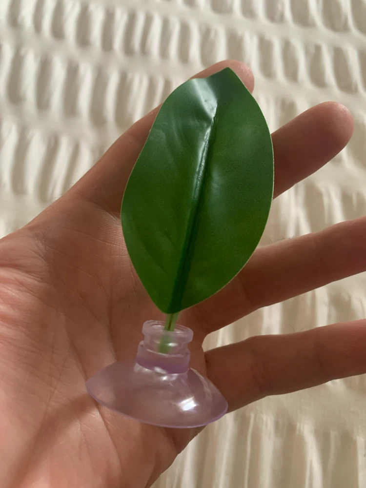 Betta fish leaf