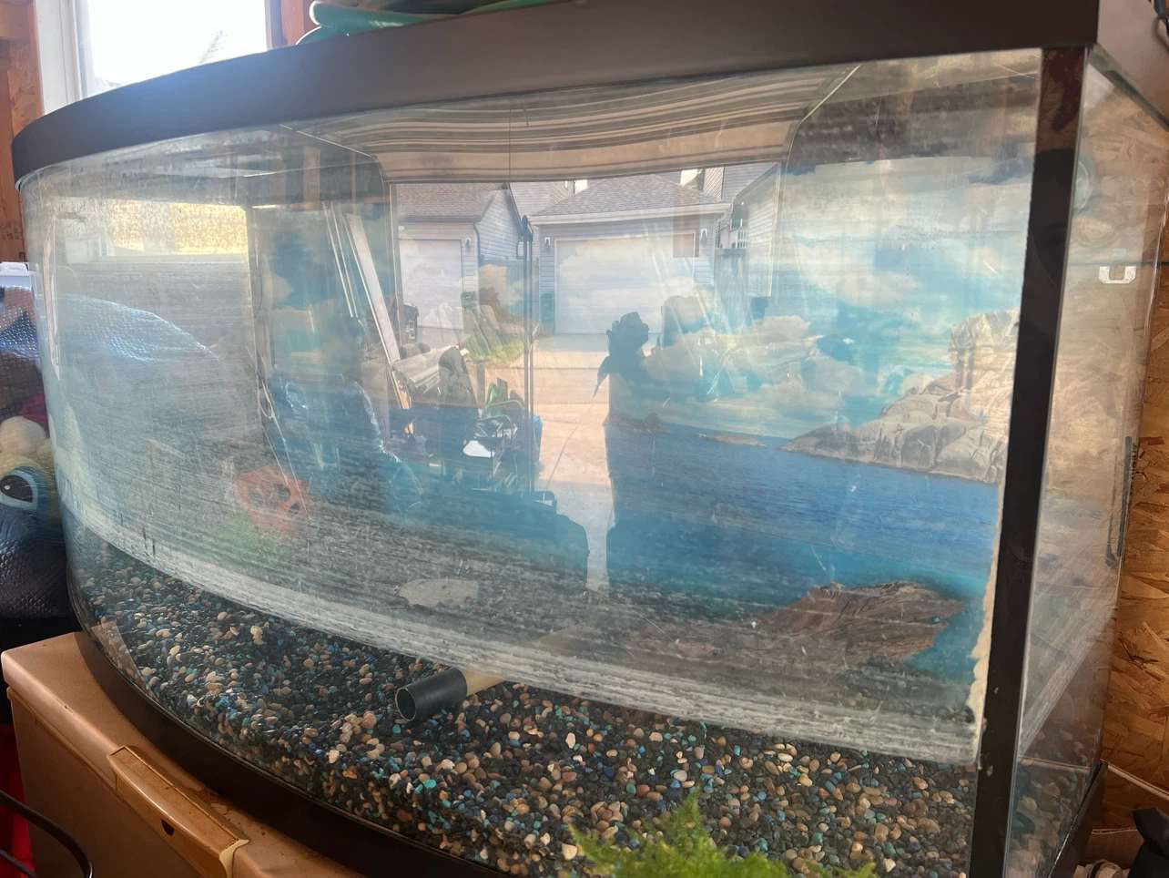 Curved Glass Aquarium Tank