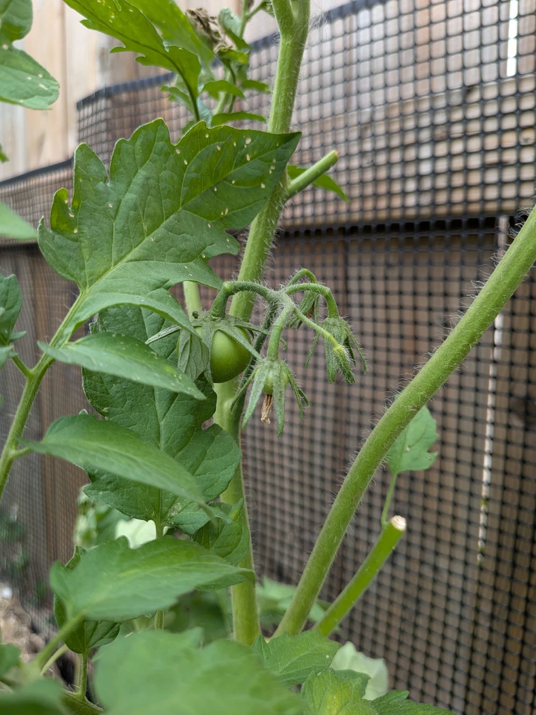 Tomato Plant