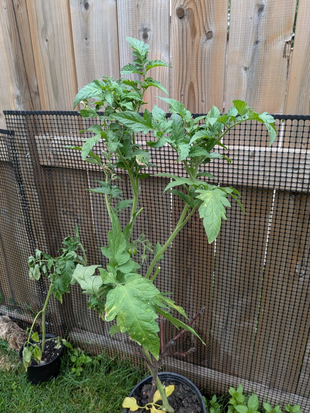 Tomato Plant - photo 2
