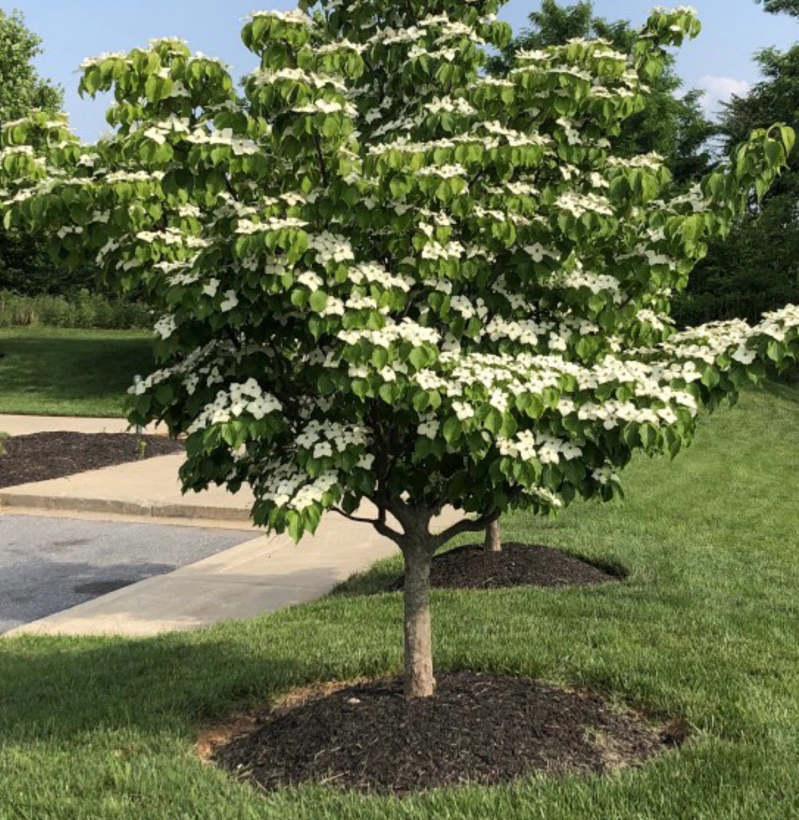 Beautiful Flowering Dogwood Tree (white)