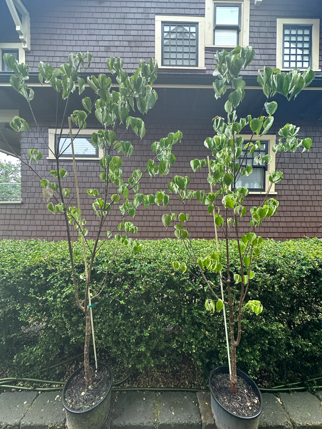 Beautiful Flowering Dogwood Tree (white) - photo 2
