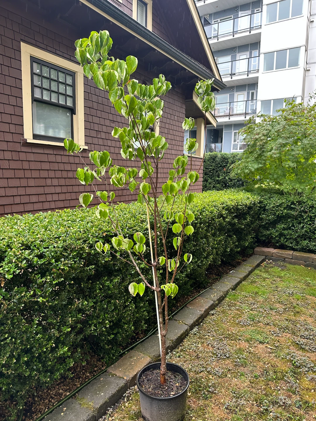 Beautiful Flowering Dogwood Tree (white) - photo 3
